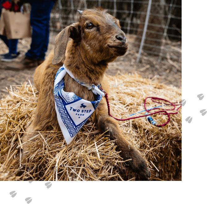 A brown goat wearing a "Two Step Farm" bandana sits on a bale of hay with a red leash, outdoors near a wire fence—enjoying the peaceful charm of Montgomery County TX at Two Step Farm.