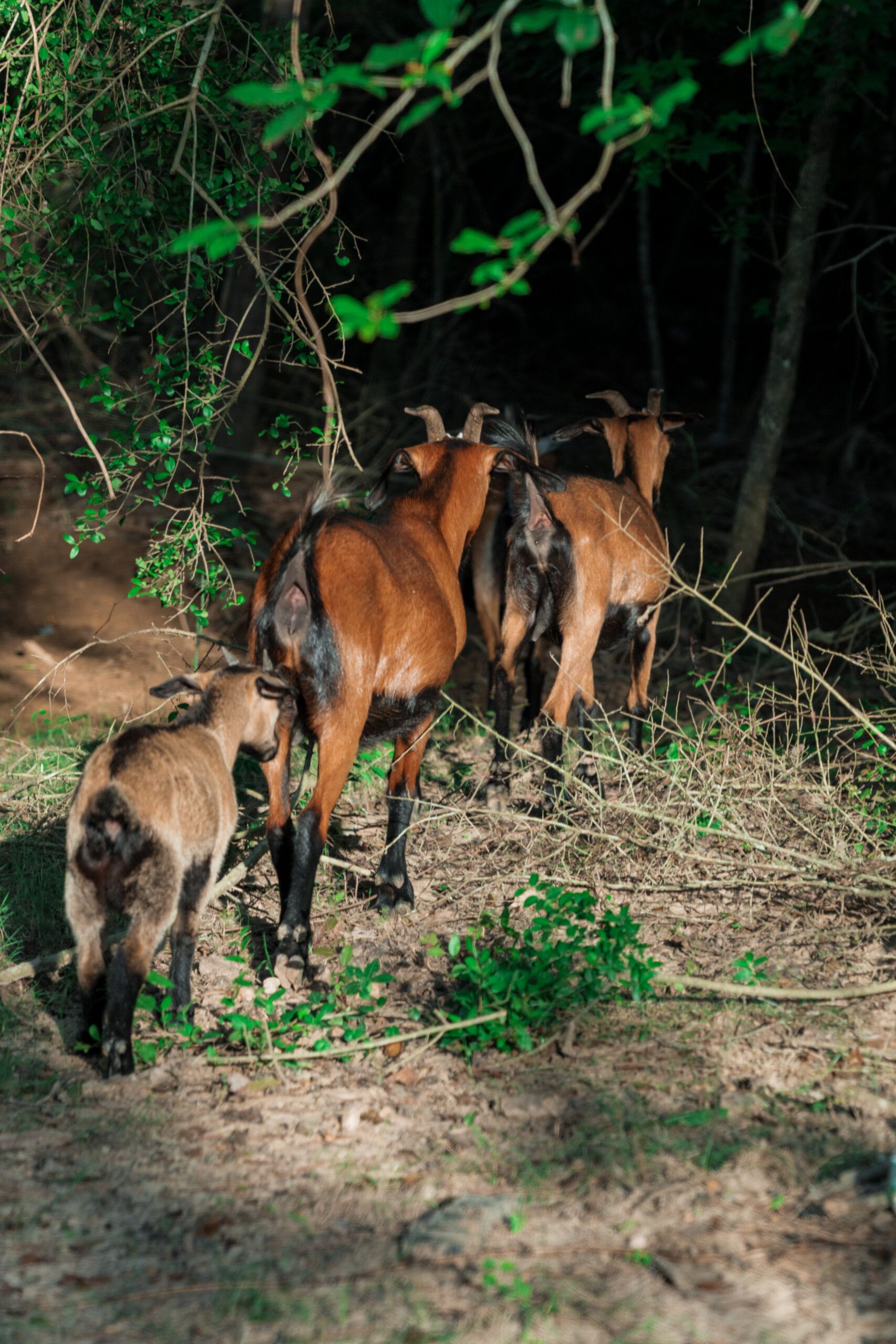 Three brown goats walk away on a sunlit, leaf-strewn path at Two Step Farm in TX, with trees and shadows in the background—just steps from New homes at Two Step Farm and The Grazery restaurant.