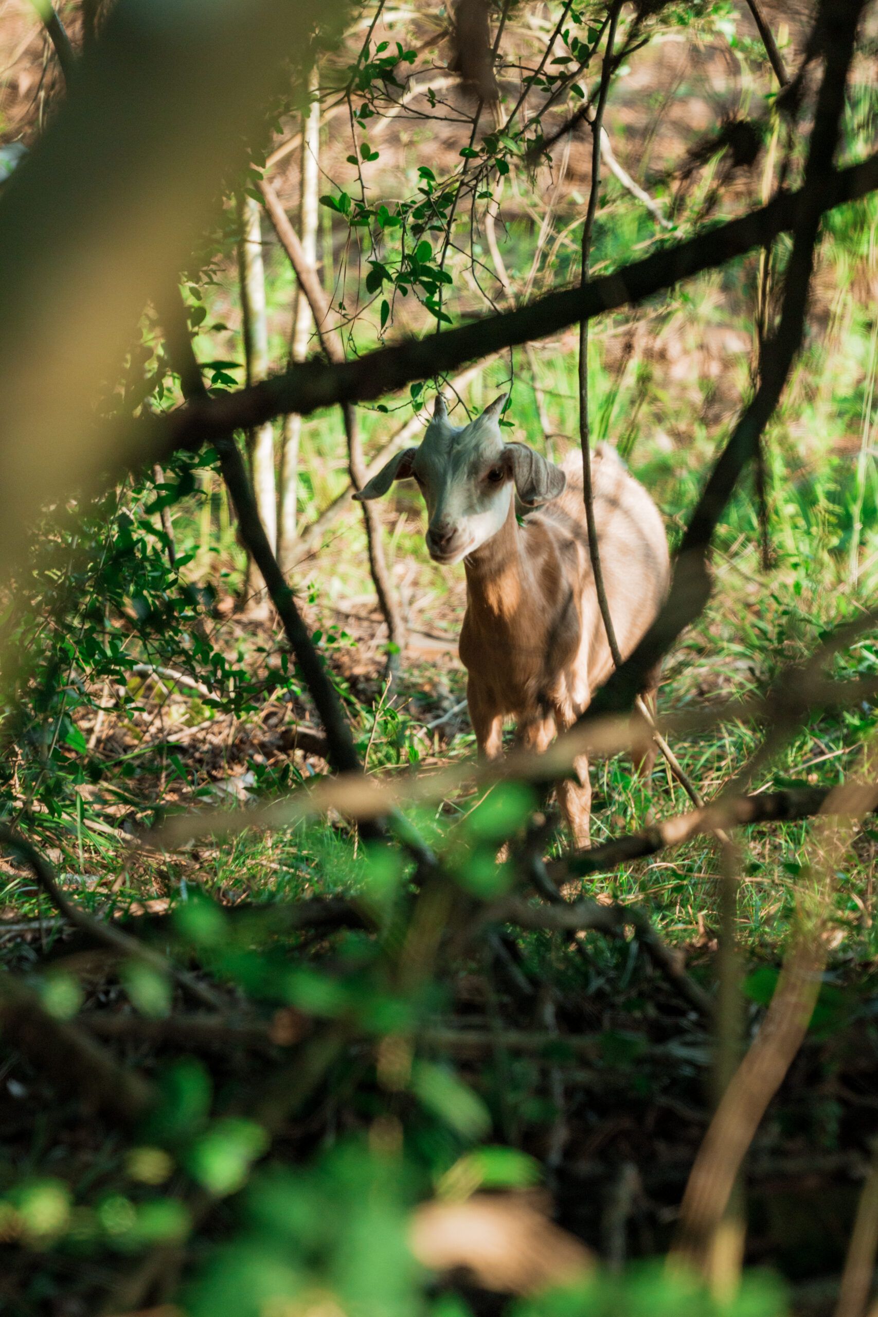 A light brown goat stands among green plants and branches in a sunlit wooded area at The Grazery restaurant at Two Step Farm, a unique spot in Montgomery County, TX.