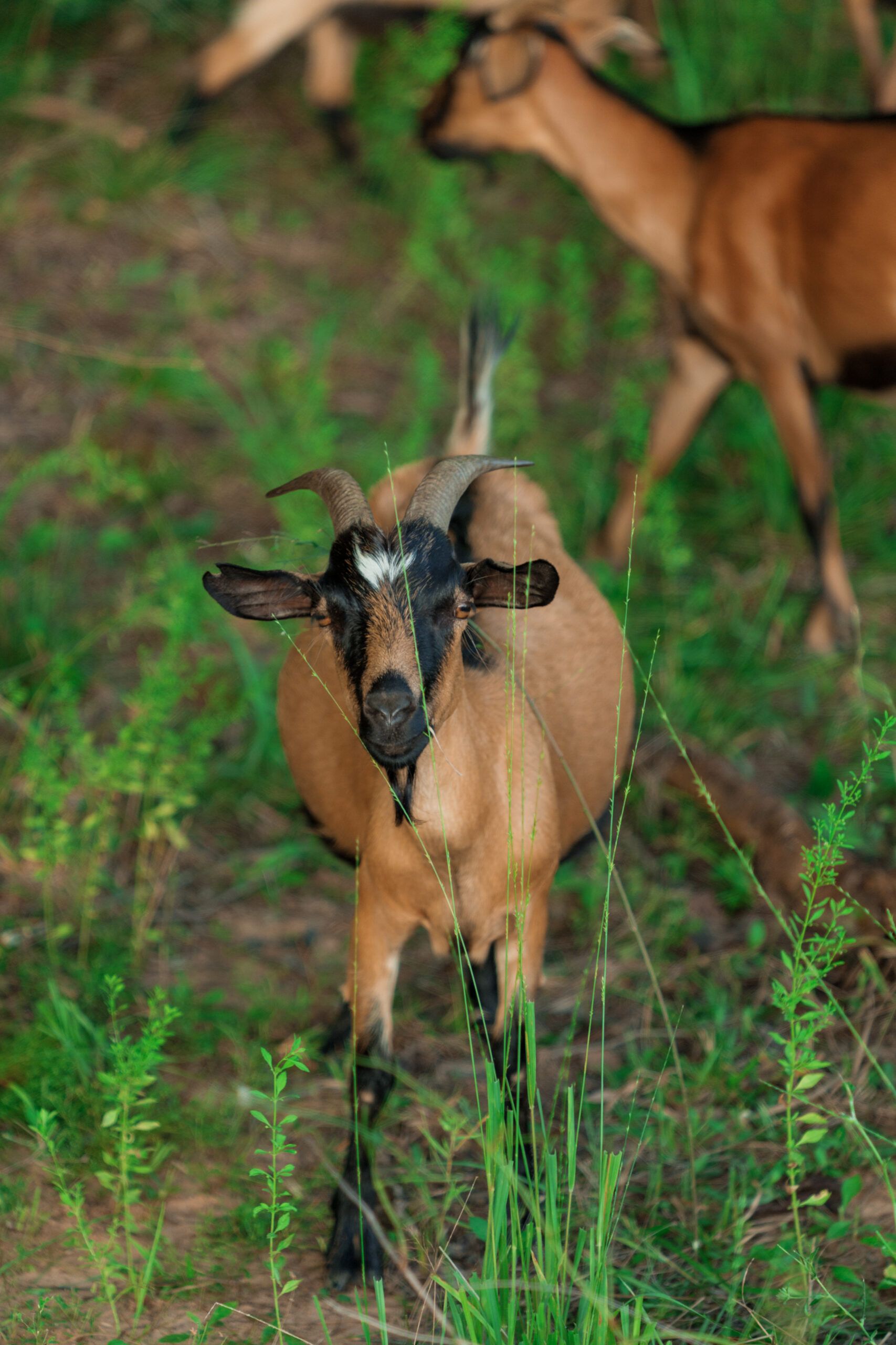 A brown goat with black markings stands in tall grass at TX’s Two Step Farm, looking toward the camera, with other goats partially visible in the background near The Grazery restaurant.