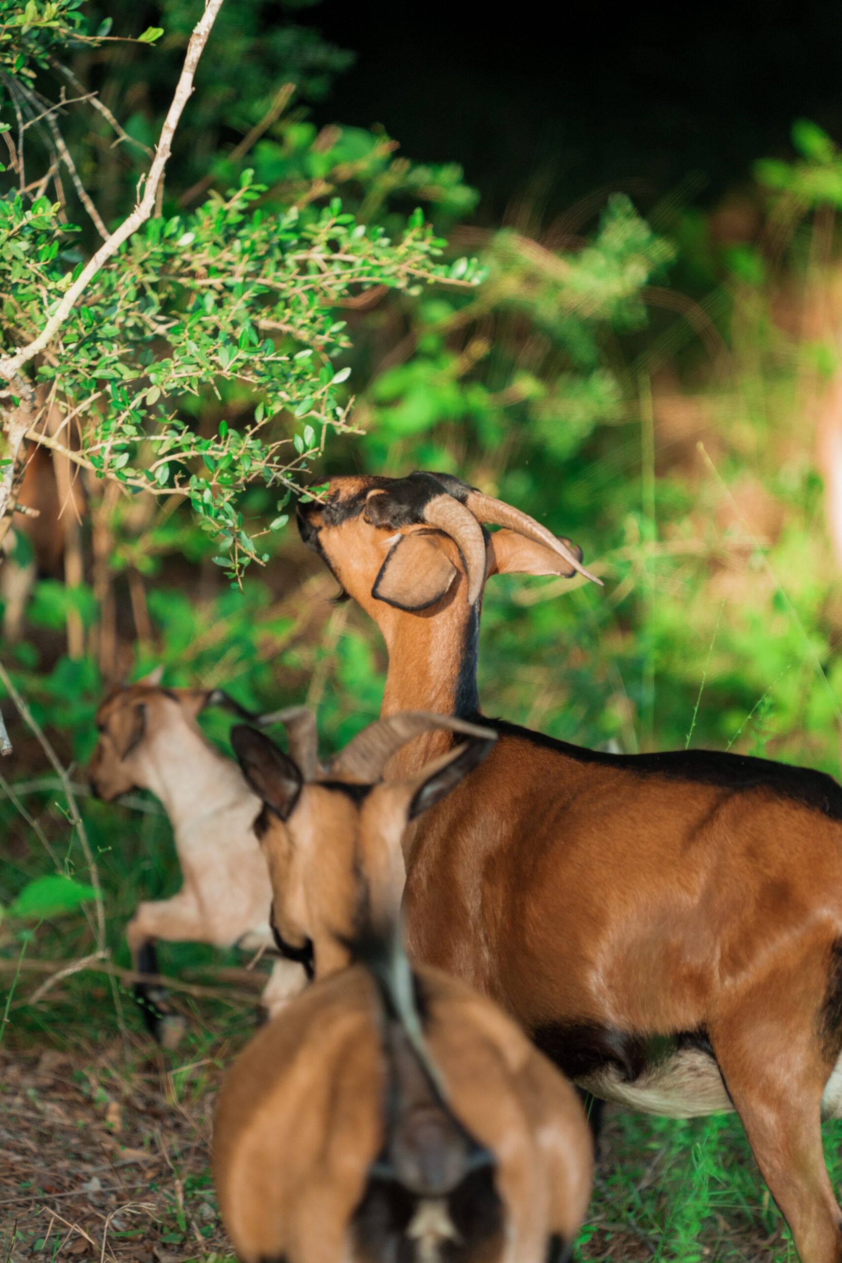 Three brown goats graze in a grassy area at The Grazery restaurant at Two Step Farm, TX, with one reaching up to nibble leaves from a bush near the new homes at Two Step Farm.