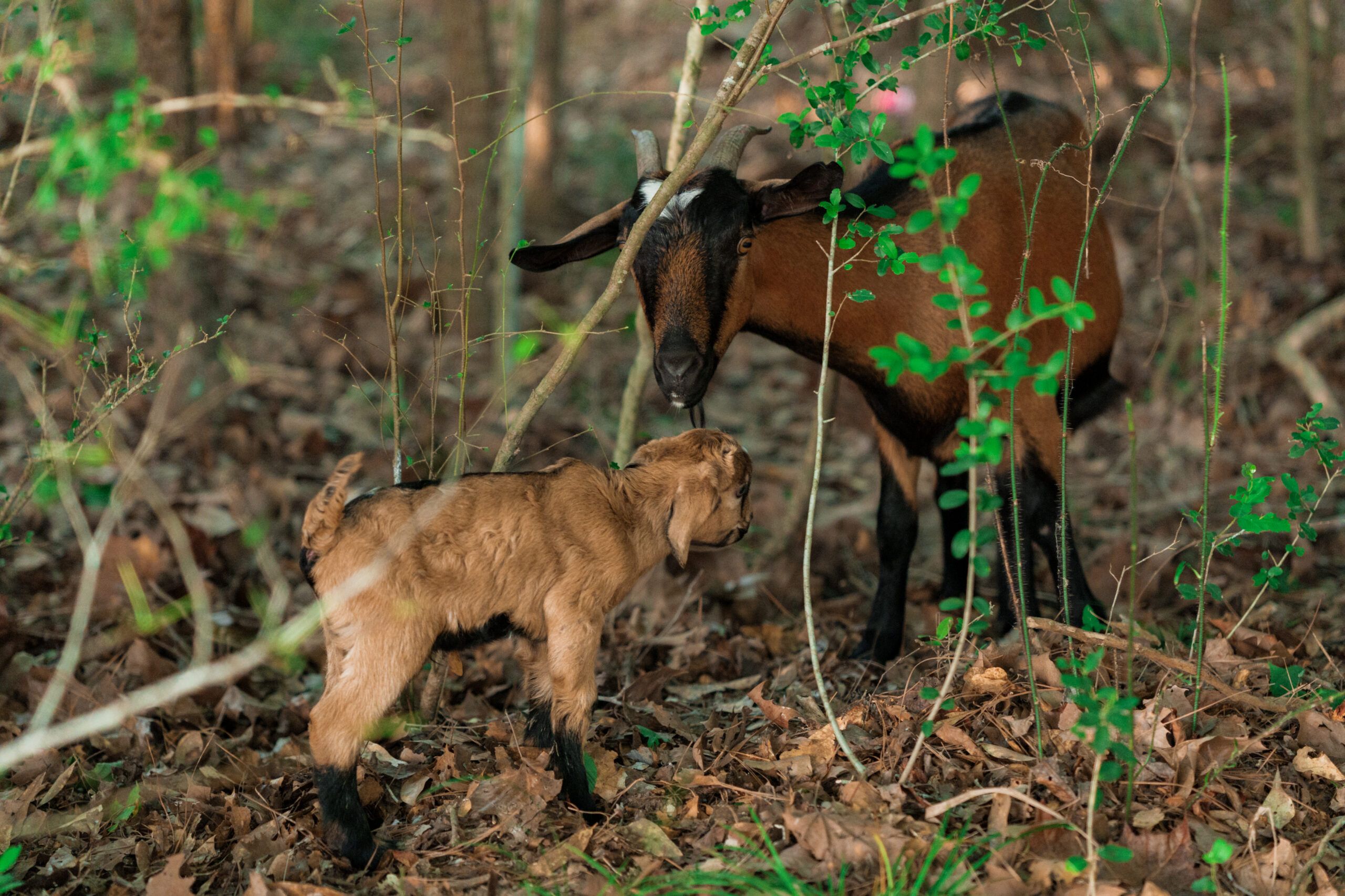 A brown adult goat and a light brown kid stand face-to-face among dry leaves and green plants in a wooded area at Two Step Farm, TX—near new homes and The Grazery restaurant.