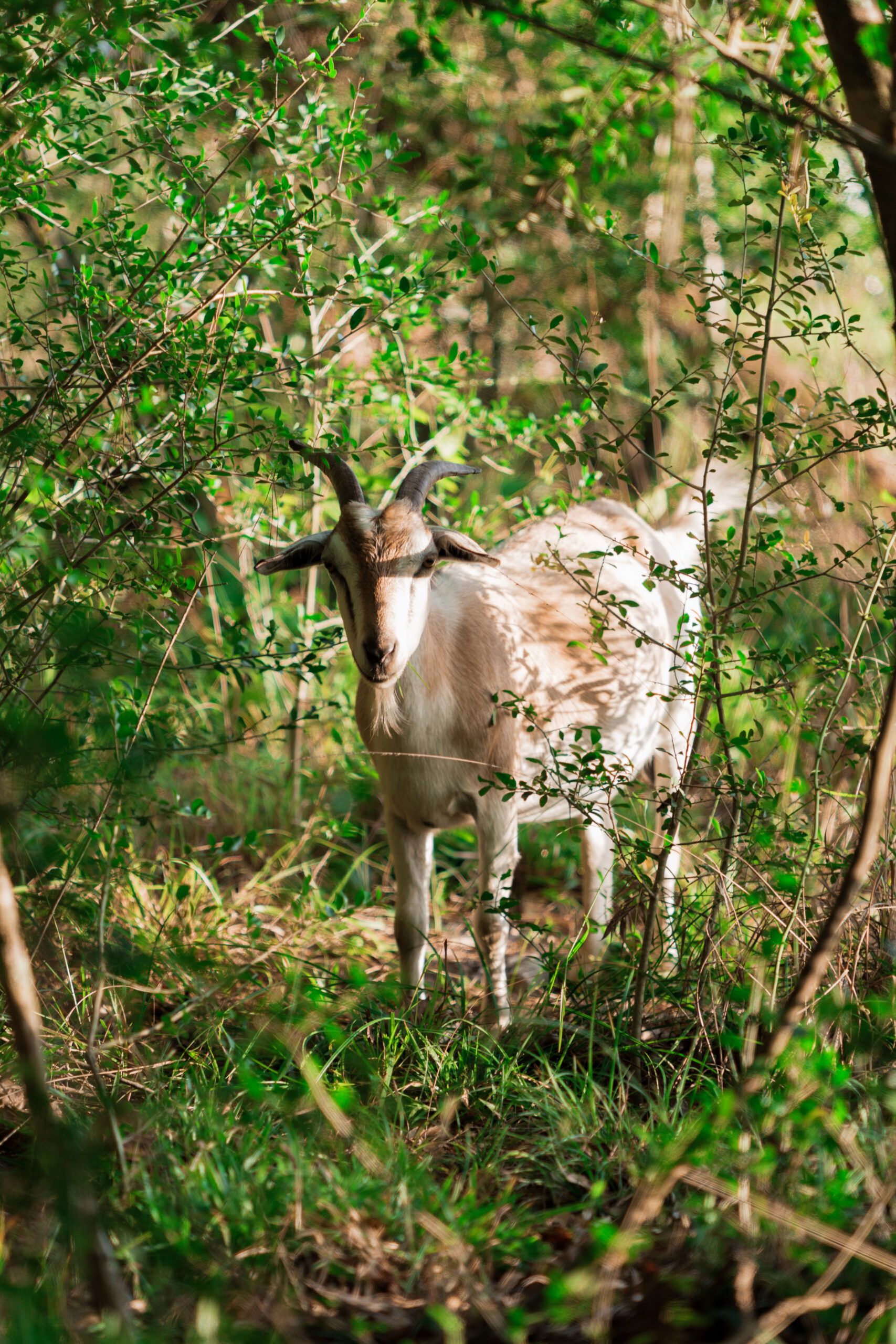 A goat stands among green foliage and trees in a sunlit, wooded area near the new homes at Two Step Farm.