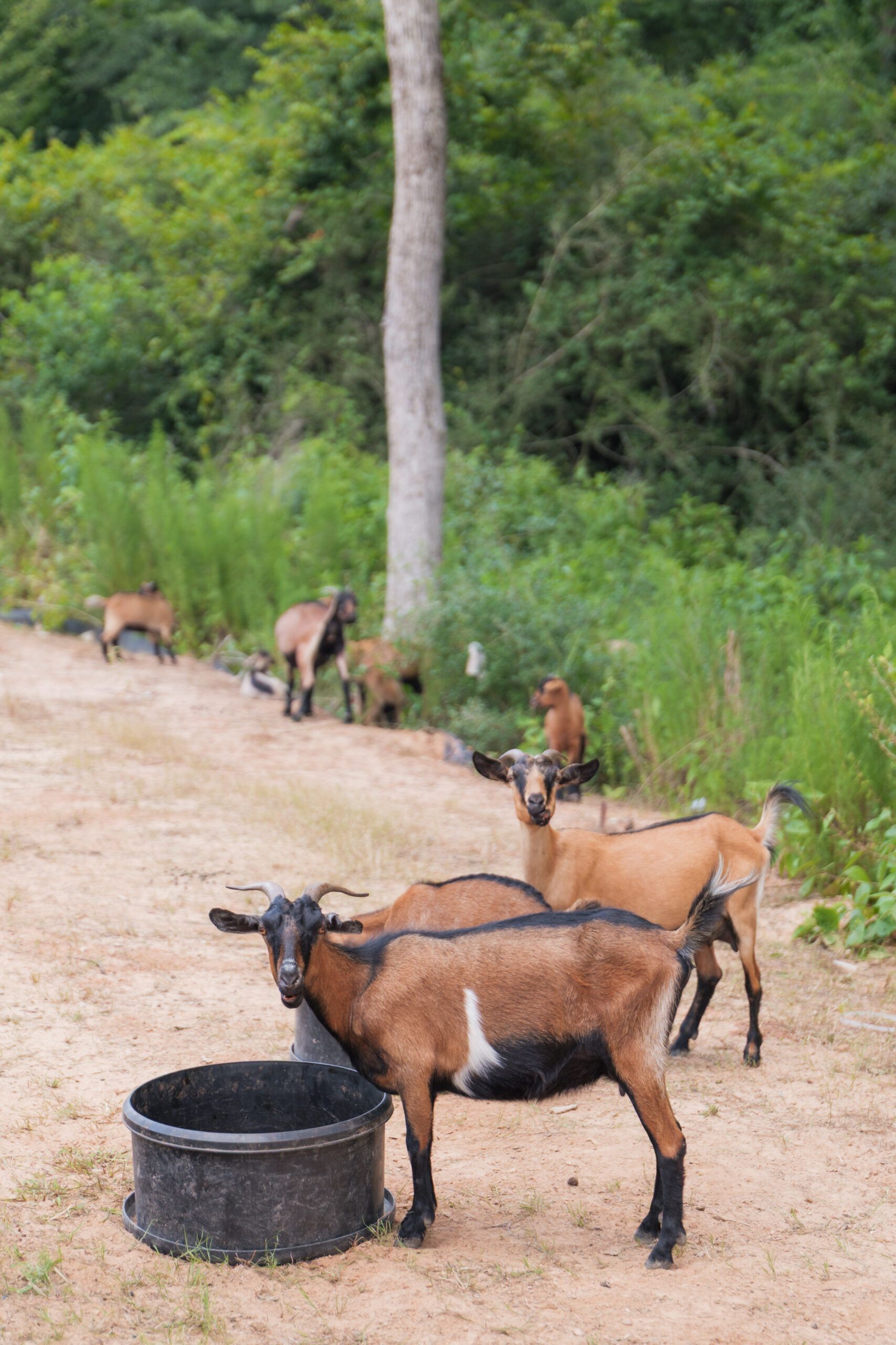 Several brown goats stand and drink from a black plastic tub on a dirt path at Two Step Farm, TX, with more goats and green foliage in the background—just steps away from The Grazery restaurant and new homes at the farm.