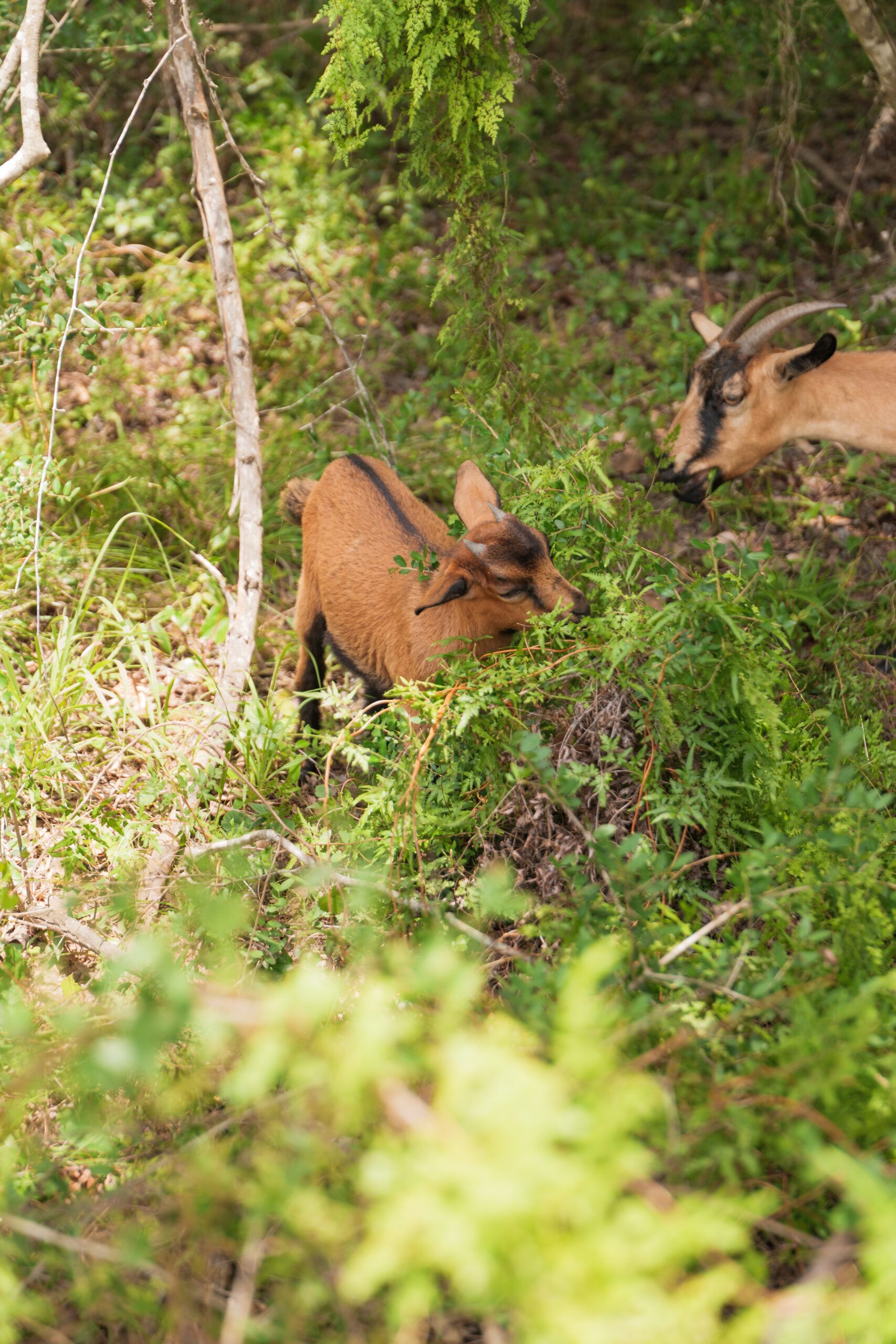 A brown baby goat stands among green foliage at The Grazery restaurant at Two Step Farm, TX, while an adult goat with horns grazes nearby in a wooded area.