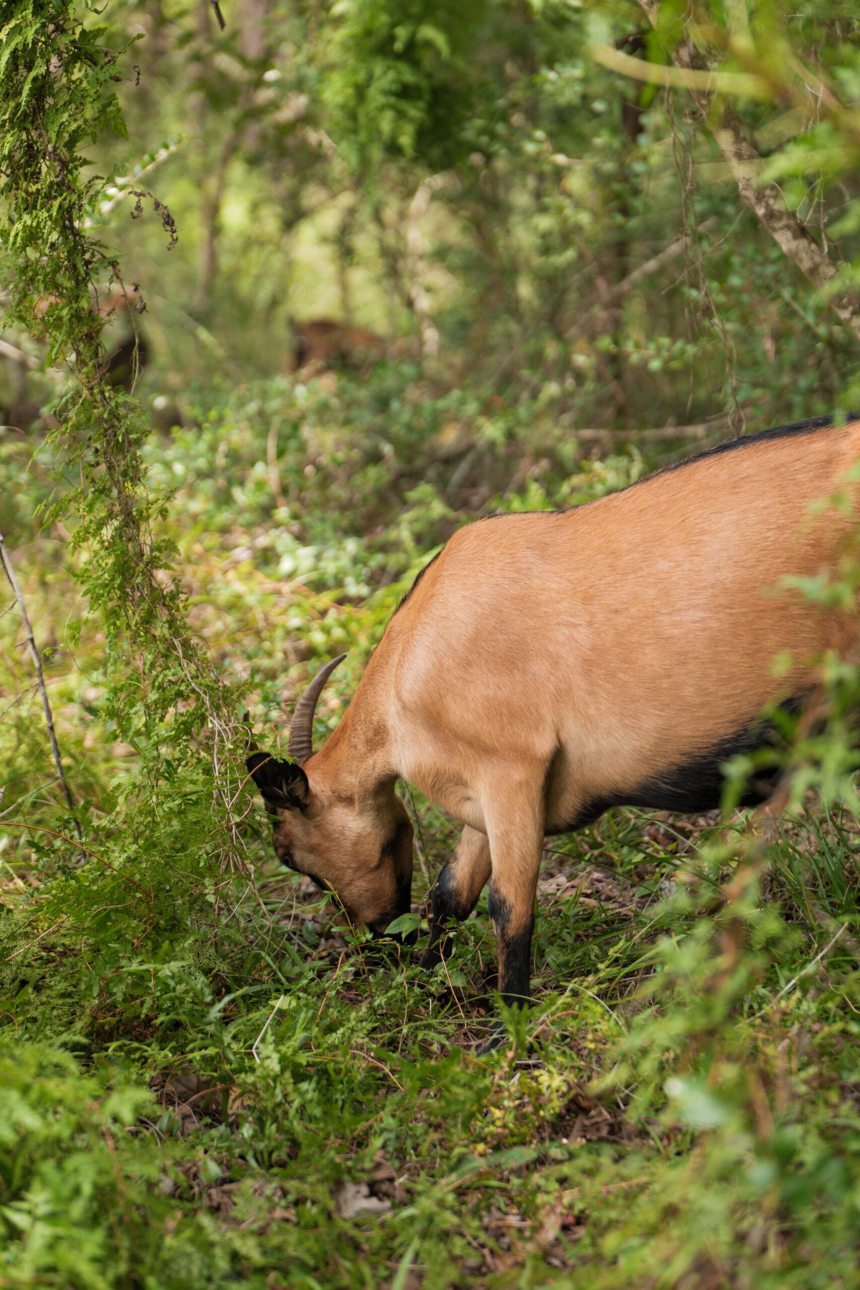A brown goat with black markings grazes on green vegetation in a forested area near the new homes at Two Step Farm, TX.