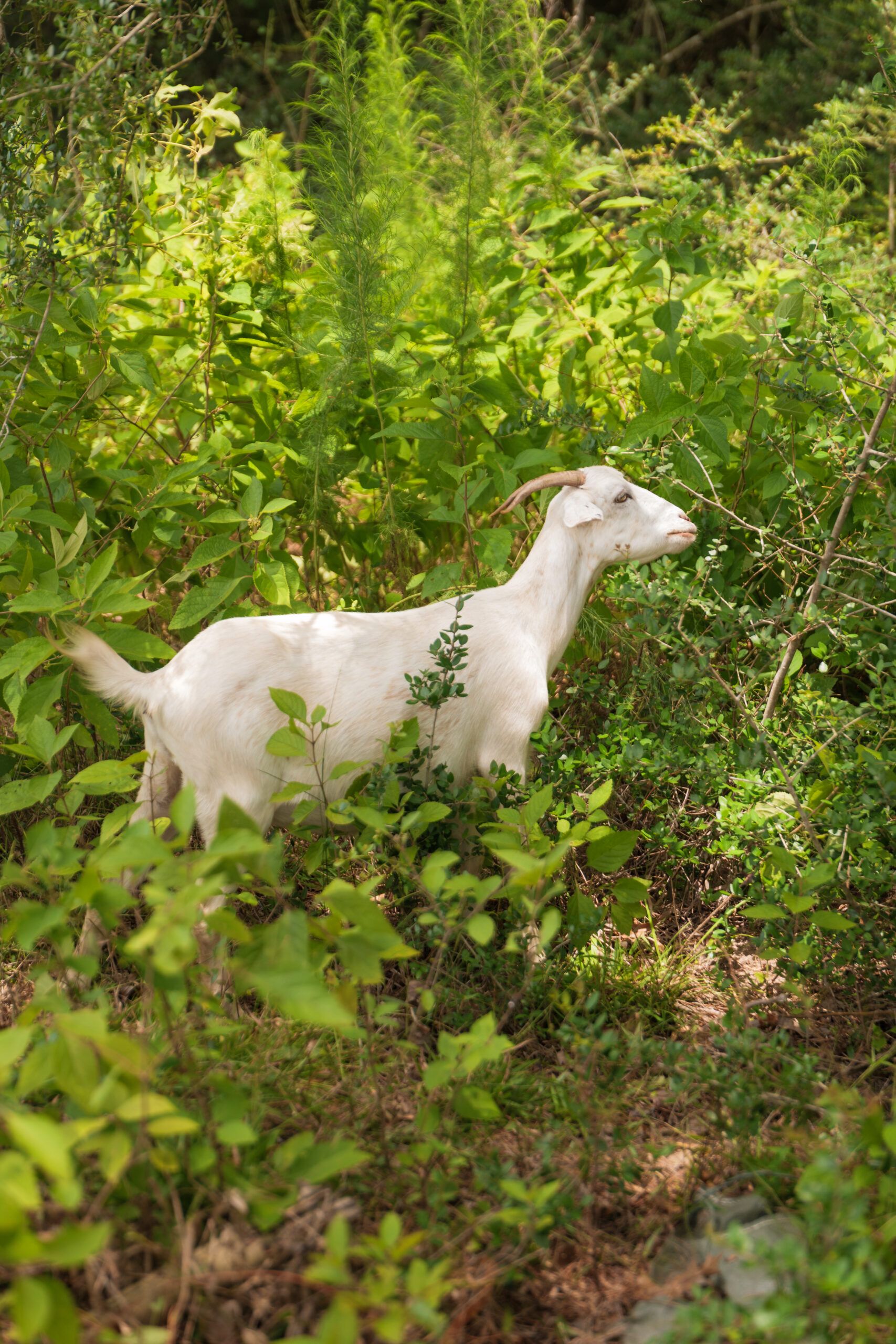 A white goat stands among green plants and bushes in a sunlit, wooded area near new homes at Two Step Farm in Montgomery County, TX.