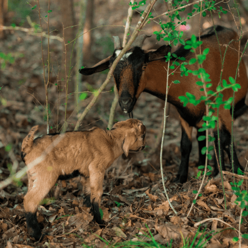 An adult goat and a kid stand on leaf-covered ground in a wooded area at TX’s Two Step Farm, facing each other among branches and green foliage—just steps from The Grazery restaurant at Two Step Farm.