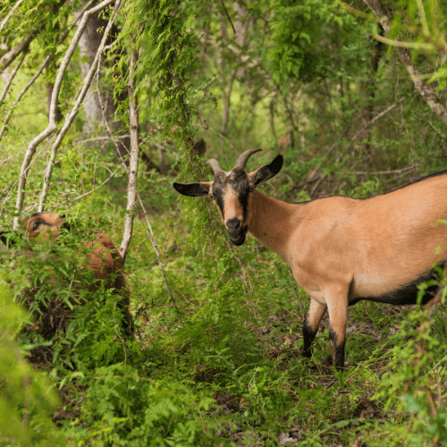 Two goats stand among green foliage and trees at Two Step Farm; one tan goat faces the camera while a brown goat is partially hidden by plants near New homes in Montgomery County.