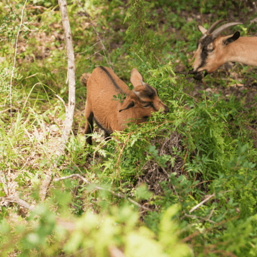 A brown baby goat stands among green plants while an adult goat with horns looks on in a sunlit outdoor setting at The Grazery restaurant at Two Step Farm, TX.
