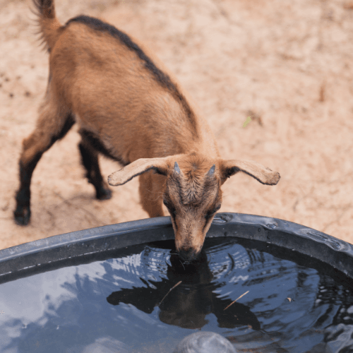 A brown goat with short horns drinks water from a black round container outdoors on sandy ground at The Grazery restaurant at Two Step Farm, TX.