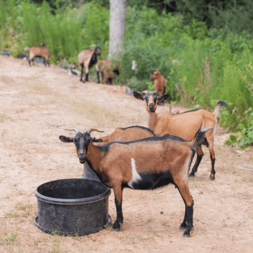 Several brown and black goats stand near a black plastic tub on a dirt path, with green vegetation in the background at Two Step Farm, TX—where new homes in Montgomery County blend countryside charm with peaceful living.