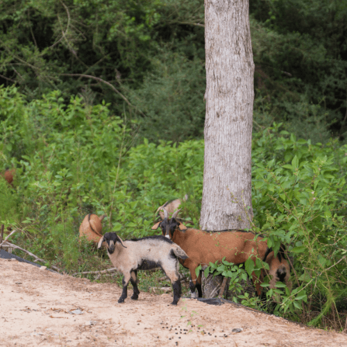 Several goats stand near a tree and graze among green bushes at the edge of a sandy area with more trees in the background, not far from new homes at Two Step Farm, TX.
