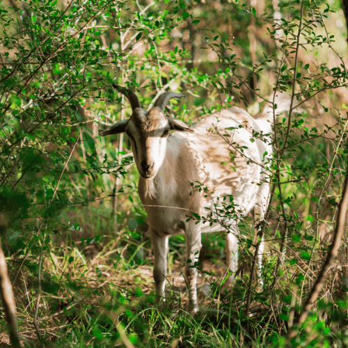 A goat with curved horns stands among green bushes and tall grass in a sunlit natural setting near The Grazery restaurant at Two Step Farm.