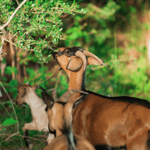 Three brown goats stand in green grass at Two Step Farm, with one goat reaching up to eat leaves from a bush. Dense foliage is visible in the background, near The Grazery restaurant and new homes at Two Step Farm, TX.