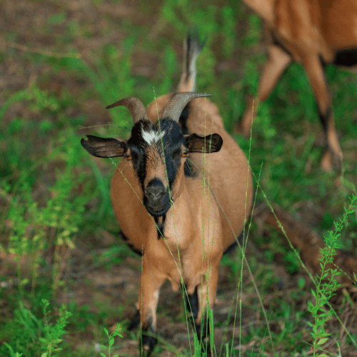 A brown goat with black markings and curved horns stands on green grass at Two Step Farm, location of The Grazery restaurant. Another goat is partially visible in the background, adding charm to this scenic TX setting.
