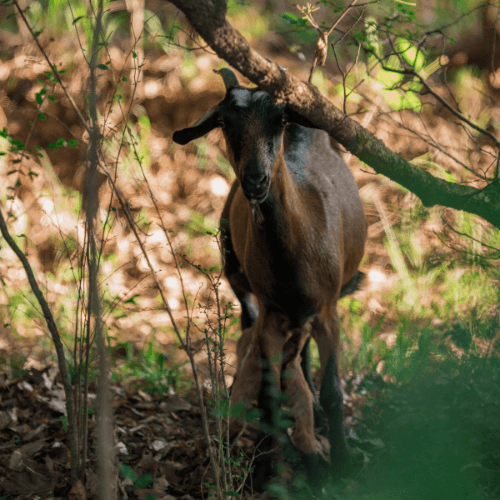 A brown goat stands in a sunlit forest, partially obscured by branches and leaves near new homes at Two Step Farm in Montgomery County, TX.