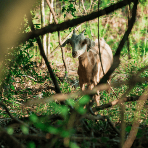A goat stands among trees and vegetation in a sunlit forested area near The Grazery restaurant at Two Step Farm, TX.