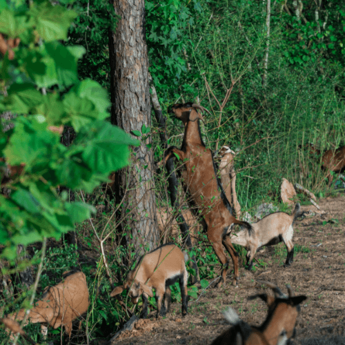 Several goats graze and forage in a wooded area near New homes at Two Step Farm; one goat stands on its hind legs, reaching up to eat leaves from a tree.
